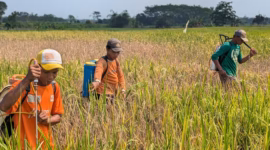 Pemerintah Kabupaten Batang mengucurkan anggaran sebesar Rp12,2 miliar untuk membangun dan merevitalisasi irigasi pertanian untuk memperkuat ketahanan pangan, Kamis (30/4/26).