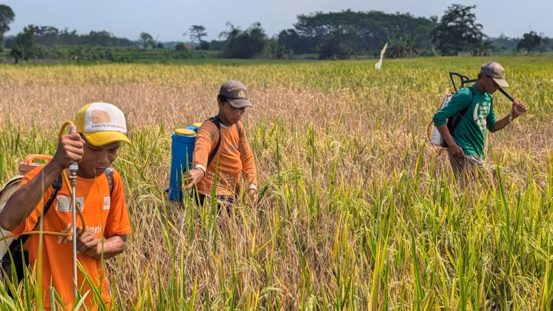 Pemerintah Kabupaten Batang mengucurkan anggaran sebesar Rp12,2 miliar untuk membangun dan merevitalisasi irigasi pertanian untuk memperkuat ketahanan pangan, Kamis (30/4/26).