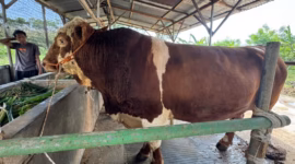 Sapi bantuan Presiden Prabowo seberat 1,1 bakal disembelih di Masjid Agung Al Tsumairi, Kota Tegal, Senin (25/6/26). Foto : Istimewa