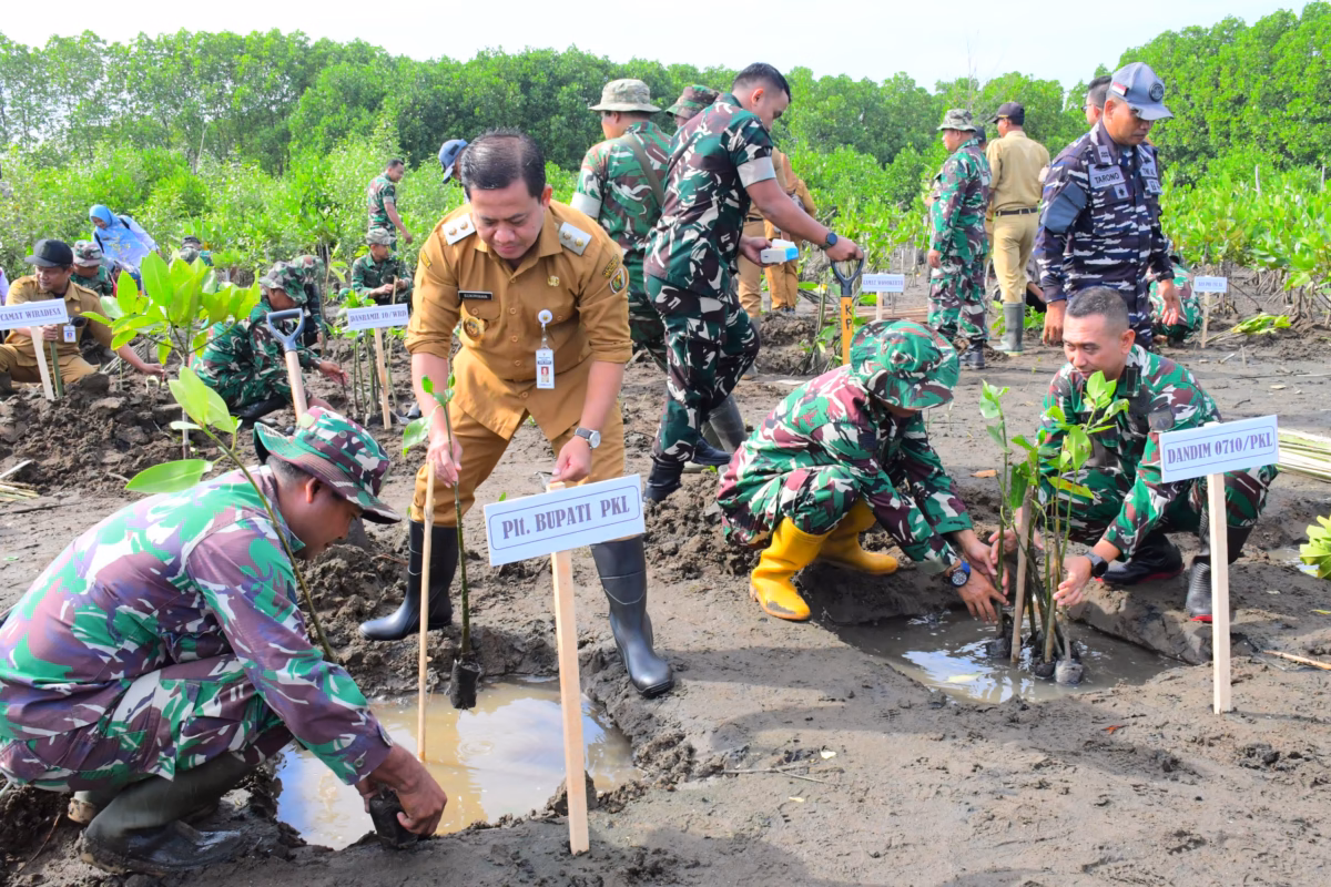 Puluhan anggota TNI, Polri dan ASN di Kabupaten Pekalongan menanam mangroove di Pantai Wonokerto, Senin (25/5/26).