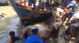 Proses evakuasi sapi kurban yang kabur lalu menceburkan diri ke sungai berlangsung alot sehingga polisi yang dibantu warga harus bekerja ekstra keras, Selasa (26/5/26). Foto : Istimewa
