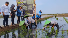Bupati Batang, Faiz Kurniawan, menyebut pengembangan bio salin merupakan bentuk adaptasi terhadap perubahan kondisi lingkungan sekaligus memberikan harapan baru bagi para petani di wilayah pesisir, Selasa (16/6/26).