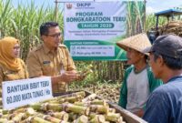 Pemerintah Kabupaten Pekalongan mempercepat program peremajaan kebun melalui Program Bongkar Ratoon Tebu 2026 dan bantuan bibit kepada petani, Selasa (14/7/26). Foto : Ilustrasi AI