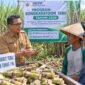 Pemerintah Kabupaten Pekalongan mempercepat program peremajaan kebun melalui Program Bongkar Ratoon Tebu 2026 dan bantuan bibit kepada petani, Selasa (14/7/26). Foto : Ilustrasi AI