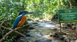 Raja Udang Kalung Biru (Alcedo euryzona/Alcedo peninsulae) salah satu burung endemik Indonesia yang berstatus dilindungi dan terancam punah kini ditemukan di hutan tombo Kabupaten Batang, Kamis (16/7/26). Foto : Ilutrasi AI