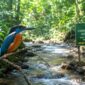 Raja Udang Kalung Biru (Alcedo euryzona/Alcedo peninsulae) salah satu burung endemik Indonesia yang berstatus dilindungi dan terancam punah kini ditemukan di hutan tombo Kabupaten Batang, Kamis (16/7/26). Foto : Ilutrasi AI