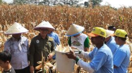 Program jagungMU yang dikembangkan PD Muhammadiyah Kabupaten Pekalongan mulai menunjukkan hasil panen di lahan seluas 3,8 hektar di Desa Podo, Kecamatan Kedungwuni, Minggu (19/7/26). Foto : Istimewa