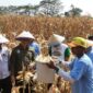 Program jagungMU yang dikembangkan PD Muhammadiyah Kabupaten Pekalongan mulai menunjukkan hasil panen di lahan seluas 3,8 hektar di Desa Podo, Kecamatan Kedungwuni, Minggu (19/7/26). Foto : Istimewa