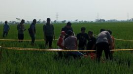 Polisi memasang garis kuning di lokasi penemuan jenazah di areal pesawahan Desa Kalipancur, Selasa (28/7/26) pagi.