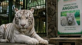 Harimau putih bernama Anggun dikabarkan mati setelah sepekan dipindahkan dari Semarang Zoo ke Kebun Bintang Sumatera Utara, Selasa (28/7/26).