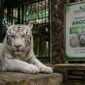 Harimau putih bernama Anggun dikabarkan mati setelah sepekan dipindahkan dari Semarang Zoo ke Kebun Bintang Sumatera Utara, Selasa (28/7/26).