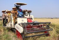 Penerapan sistem PM-AAS di Kabupaten Brebes telah berhasil mendongkrak produktivitas padi hingga 10,2 ton gabah per hektare atau hampir dua kali lipat dibanding pola budidaya konvensional yang hanya 5–6 ton per hektare, Selasa (4/8/26). Foto : Istimewa
