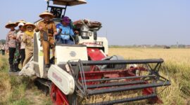 Penerapan sistem PM-AAS di Kabupaten Brebes telah berhasil mendongkrak produktivitas padi hingga 10,2 ton gabah per hektare atau hampir dua kali lipat dibanding pola budidaya konvensional yang hanya 5–6 ton per hektare, Selasa (4/8/26). Foto : Istimewa