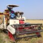 Penerapan sistem PM-AAS di Kabupaten Brebes telah berhasil mendongkrak produktivitas padi hingga 10,2 ton gabah per hektare atau hampir dua kali lipat dibanding pola budidaya konvensional yang hanya 5–6 ton per hektare, Selasa (4/8/26). Foto : Istimewa