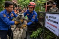 Petugas Damkar Pekalongan melepasliarkan Lutung Jawa yang sebelumnya dievakuasi dari pemukiman warga Kecamatan Kedungwuni akibat tersesat setelah keluar dari habitat aslinya, Senin (3/8/26). Foto : Ilutrasi AI