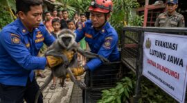 Petugas Damkar Pekalongan melepasliarkan Lutung Jawa yang sebelumnya dievakuasi dari pemukiman warga Kecamatan Kedungwuni akibat tersesat setelah keluar dari habitat aslinya, Senin (3/8/26). Foto : Ilutrasi AI