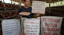 Peternak ayam petelur besok bakal melakukan aksi membagikan ayam kepada masyarakat di Alun-alun Batang sebagai bentuk protes terhadap kebijakan pemerintah terhadap penetapan HAP telur di tingkat kandang yang dinilai telah membunuh usaha di tengah harga pakan yang melambung tinggi dan harga jual telur di pasar yang anjlok, Minggu (9/8/26). Foto : Ilutrasi AI