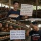 Peternak menilai harga SBM yang mengalami kenaikan tinggi menjadi salah satu pemicu potensi ambruknya usaha ayam petelur di Kabupaten Batang, Minggu (9/8/26). Foto : Ilustrasi AI