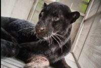 Macan kumbang yang masuk ke rumah warga Desa Gunungsari berhasil diamankan dan dievakuasi oleh tim gabungan BKSDA Jawa Tengah dan Taman Safari Batang, Rabu (12/8/26). Foto : Istimewa