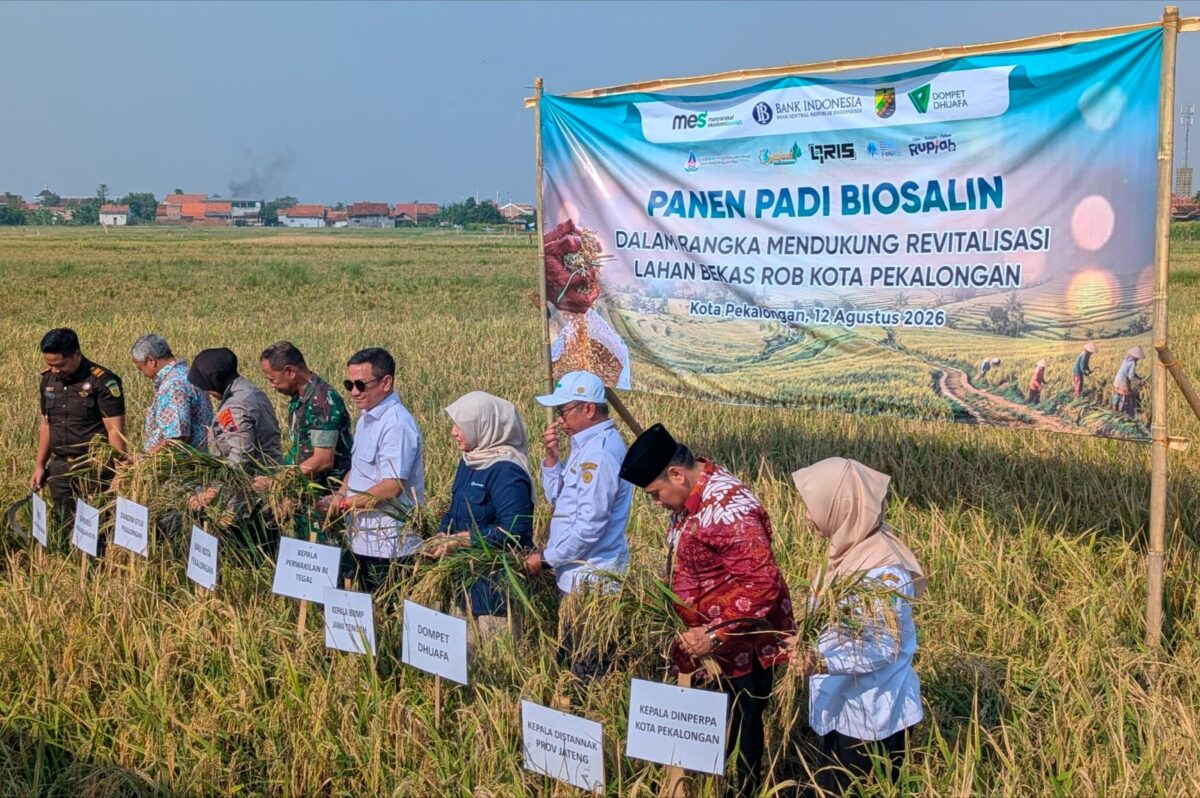 Panen padi biosalin di lahan sawah bekas genangan rob di Kelurahan Degayu sudah kali ke empat dan hasilnya menunjukkan perkembangan yang mengesankan, Rabu (12/8/26).