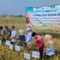 Panen padi biosalin di lahan sawah bekas genangan rob di Kelurahan Degayu sudah kali ke empat dan hasilnya menunjukkan perkembangan yang mengesankan, Rabu (12/8/26).