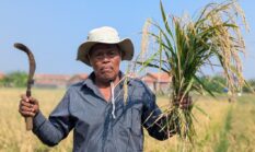 Lima Tahun Sawah Mati Diterjang Rob, Ahmad Sinang Kembali Bertani dan Kini Bisa Tersenyum