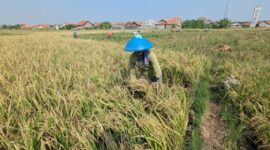 Panen ke empat padi biosalin di lahan sawah Kelurahan Degayu mampu menghasilkan gabah 6,6 ton per hektar dengan salinitas tanah yang cukup tinggi, Rabu (12/8/26).