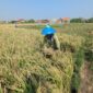Panen ke empat padi biosalin di lahan sawah Kelurahan Degayu mampu menghasilkan gabah 6,6 ton per hektar dengan salinitas tanah yang cukup tinggi, Rabu (12/8/26).