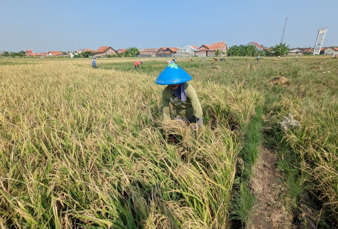 Panen ke empat padi biosalin di lahan sawah Kelurahan Degayu mampu menghasilkan gabah 6,6 ton per hektar dengan salinitas tanah yang cukup tinggi, Rabu (12/8/26).