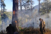 Tim gabungan memadamkan api yang membakar pokok kayu hingga serasah kering setelah terjadi korsleting listrik akibat pohon tumbang, Sabtu (5/9/26). Foto: Istimewa
