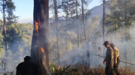 Tim gabungan memadamkan api yang membakar pokok kayu hingga serasah kering setelah terjadi korsleting listrik akibat pohon tumbang, Sabtu (5/9/26). Foto: Istimewa