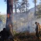 Tim gabungan memadamkan api yang membakar pokok kayu hingga serasah kering setelah terjadi korsleting listrik akibat pohon tumbang, Sabtu (5/9/26). Foto: Istimewa
