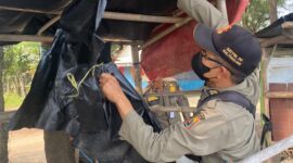 Petugas Satpol PP menertibkan bilik liar di kawasan Pantai Cemoro Sewu setelah mendapatkan laporan masyarakat, Rabu (9/10/26). Foto: Istimewa