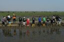 Kolaborasi PLTU Batang dan DLHK Jawa Tengah menanam 1.300 bibit mangrove di Desa Denasri Kulon, Kamis (15/10/26). Foto: Istumewa